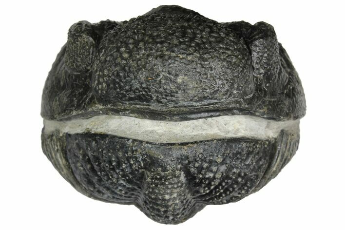 Bumpy, Enrolled Drotops Trilobite - About Around #153959